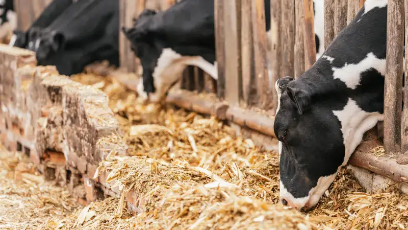 Hoofdafbeelding voor artikel Ventilatoren verkoelen vee…