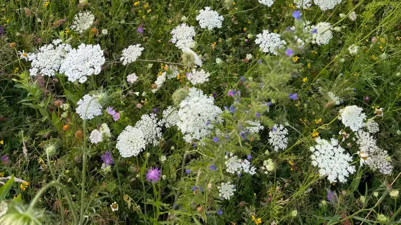 Hoofdafbeelding voor artikel Meer bloemenranden en hagen…