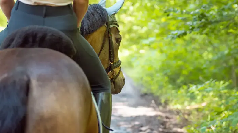 Hoofdafbeelding voor artikel Paarden slaan op hol in Peer,…