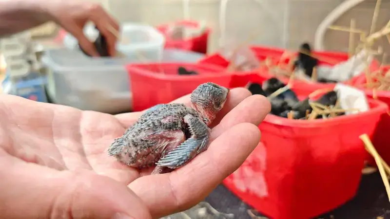 Hoofdafbeelding voor artikel Recordaantal dieren binnengebracht…