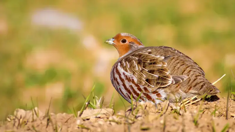 Hoofdafbeelding voor artikel Vogelbescherming Vlaanderen…