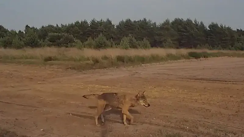Hoofdafbeelding voor artikel Drie Limburgse wolven nog…