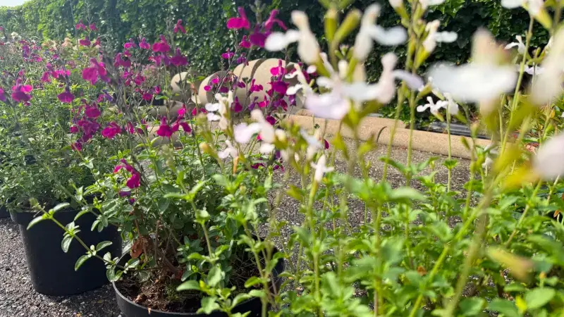 Hoofdafbeelding voor artikel Welke planten overleven de…