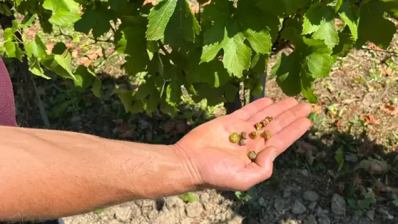 Hoofdafbeelding voor artikel Warmte helpt Limburgse wijn,…