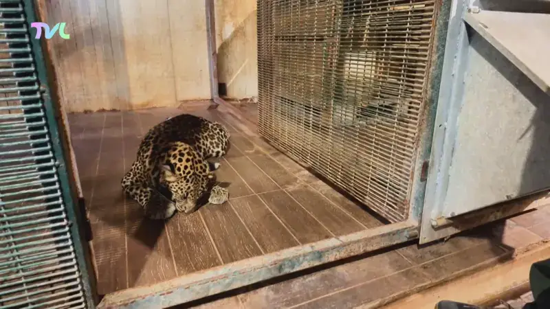 Luipaard Zuri gered uit verlaten Franse dierentuin en opgevangen in Oudsbergen