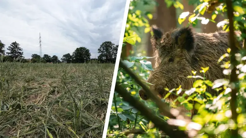 Hoofdafbeelding voor artikel Everzwijnen maken korte metten…
