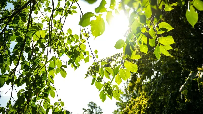 Hoofdafbeelding voor artikel Mechelse heide kreunt onder…