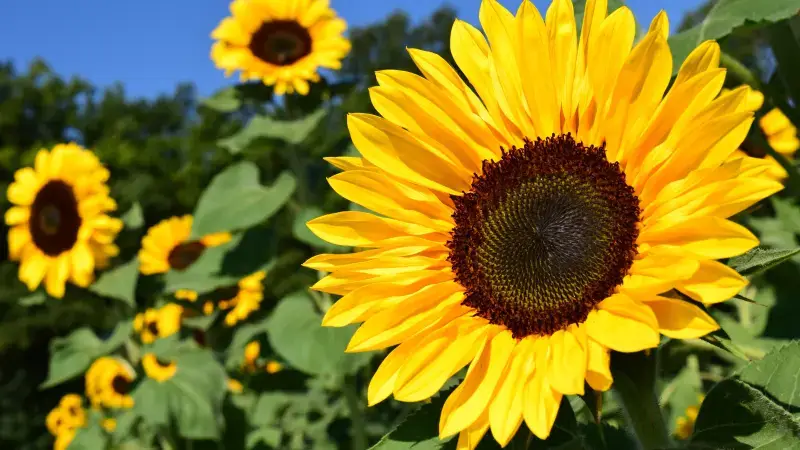 Hoofdafbeelding voor artikel Veel zonnebloemen, maar amper…