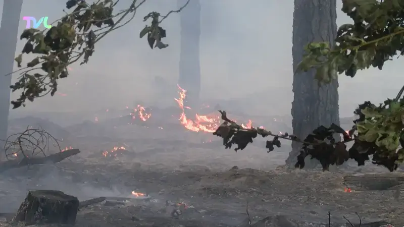 Hoofdafbeelding voor artikel Korte maar felle bosbrand…