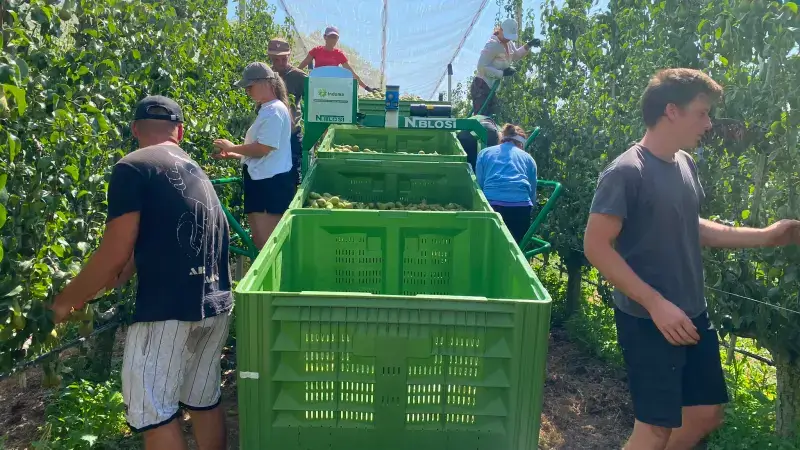 Hoofdafbeelding voor artikel Perenpluk begint ondanks kleinere…