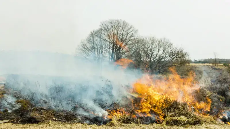 Hoofdafbeelding voor artikel Extreem brandgevaar in Limburgse…