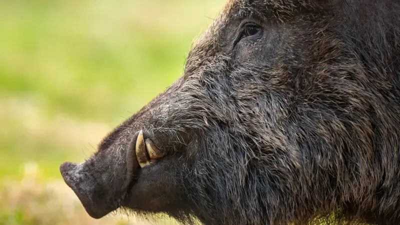 Hoofdafbeelding voor artikel TVL exclusief mee op everzwijnenjacht