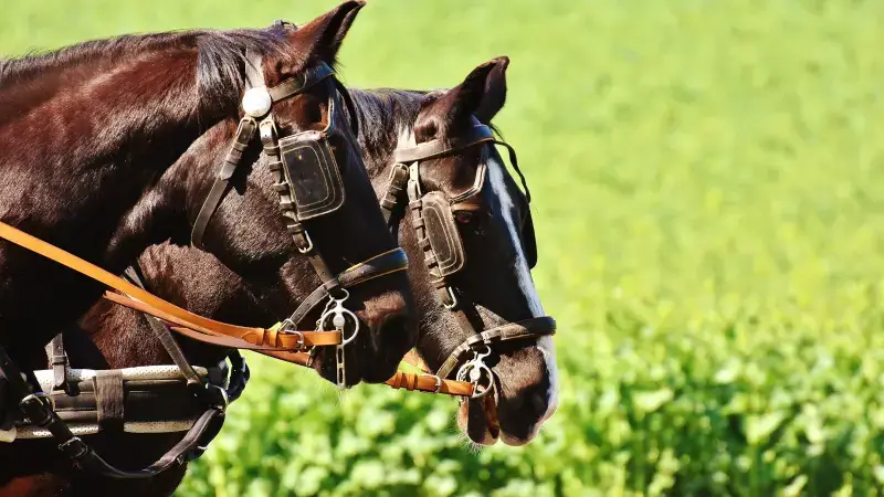 Hoofdafbeelding voor artikel Ongeval met paardenkoetsen…