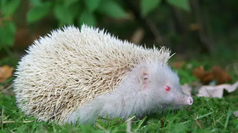 Hoofdafbeelding voor artikel Zeldzame albino egel binnengebracht…