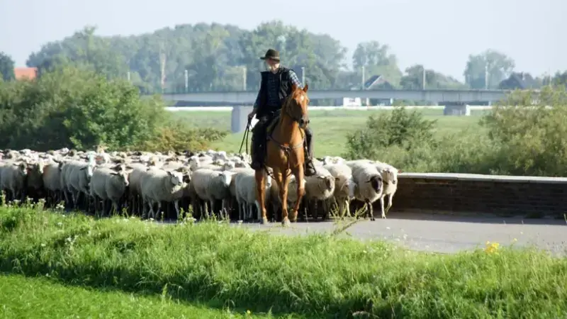 Hoofdafbeelding voor artikel Herderstocht van Achel naar…