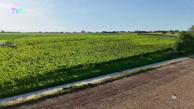 Hoofdafbeelding voor artikel VAN VELD NAAR VORK - aflevering…