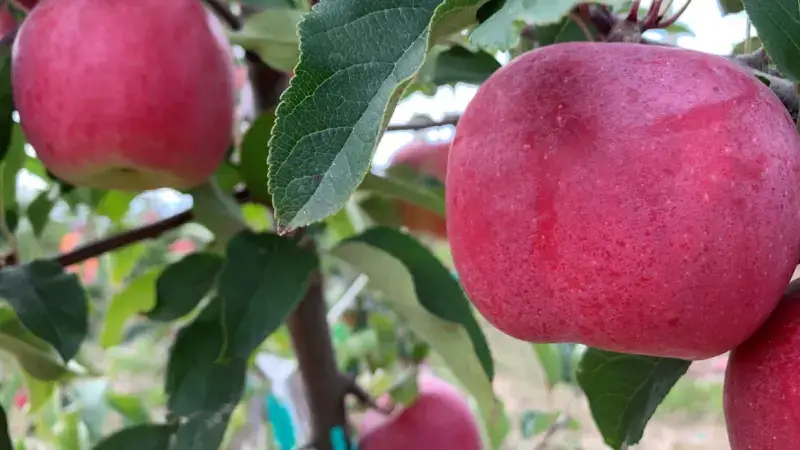 Hoofdafbeelding voor artikel Nieuwe appelsoort The GoodnessMe…