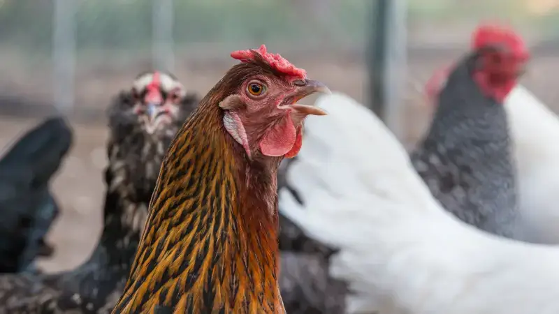 Hoofdafbeelding voor artikel Vogelgriep vastgesteld in…