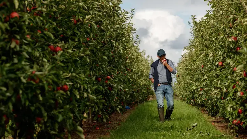 Hoofdafbeelding voor artikel Limburgse fruitteler Karel…