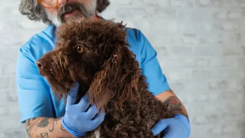 Hoofdafbeelding voor artikel Voortaan kies je zelf je dierenarts,…