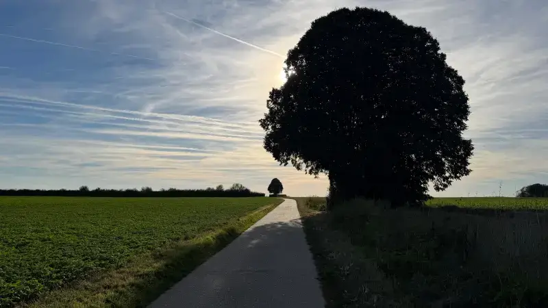 Hoofdafbeelding voor artikel Tongerse zomerlinde &lsquo;Bedeu…