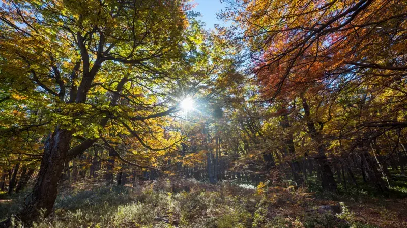 Hoofdafbeelding voor artikel Morgenavond neemt de herfst…