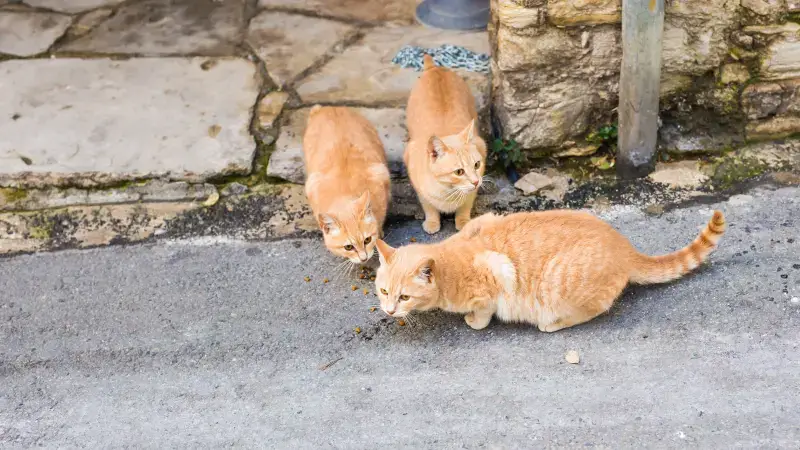 Hoofdafbeelding voor artikel Vooral katten raken vermist:…