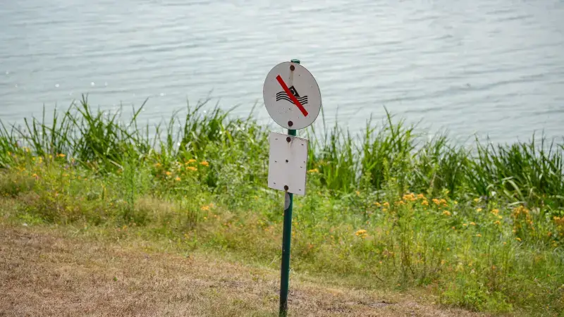 Hoofdafbeelding voor artikel Blauwalg zorgt voor recordaantal…