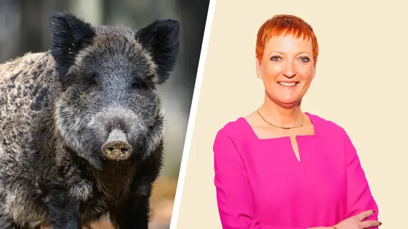Hoofdafbeelding voor artikel Overlast door everzwijnen…