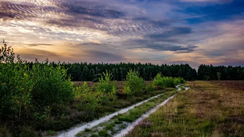 Hoofdafbeelding voor artikel Nationaal Park Bosland lanceert…