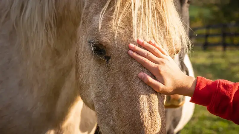 Hoofdafbeelding voor artikel Paarden helpen personeel van…