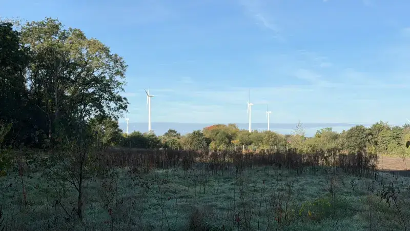 Hoofdafbeelding voor artikel Natuur kreunt na droge zomer,…