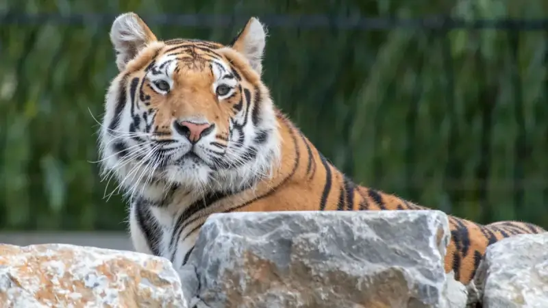 Hoofdafbeelding voor artikel Pakawi Park moet zestien dierenverblijven…