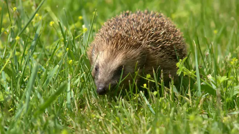Hoofdafbeelding voor artikel Natuurpunt waarschuwt voor…