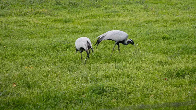 Hoofdafbeelding voor artikel Jufferkraanvogels op gras…