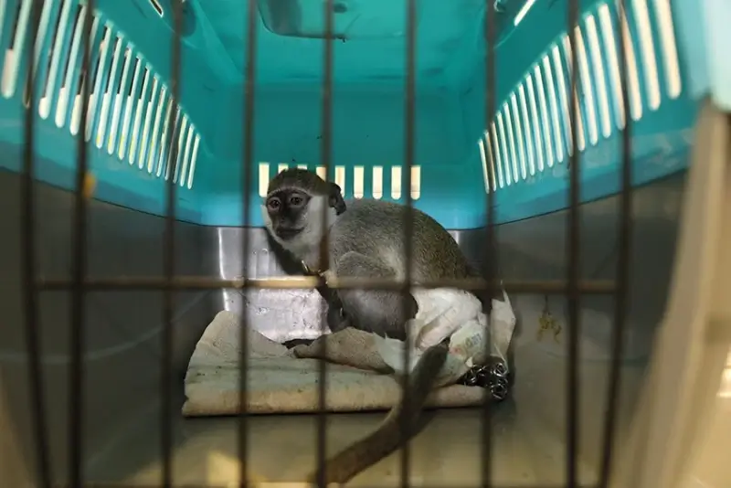 Natuurhulpcentrum vangt groene meerkat op