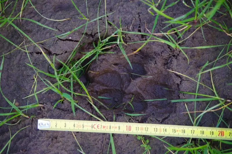 Zwervende wolf trekt door provincie Antwerpen