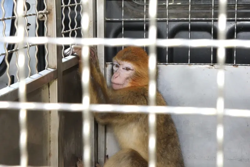 Natuurhulpcentrum vangt berberaapje op