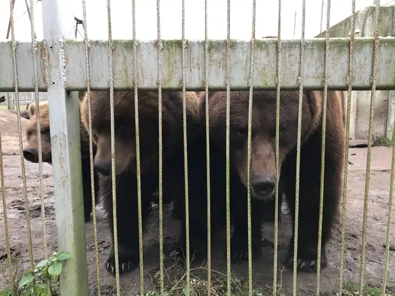 Het Natuurhulpcentrum redt voor kerst 3 beren uit Litouwen