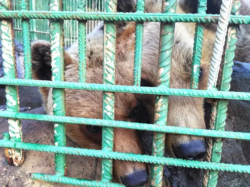 Natuurhulpcentrum vangt twee verwaarloosde beren uit Albanië op