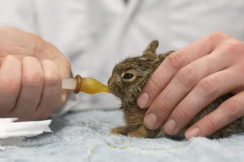 Medewerkers Natuurhulpcentrum vangen eerste jonge haas op