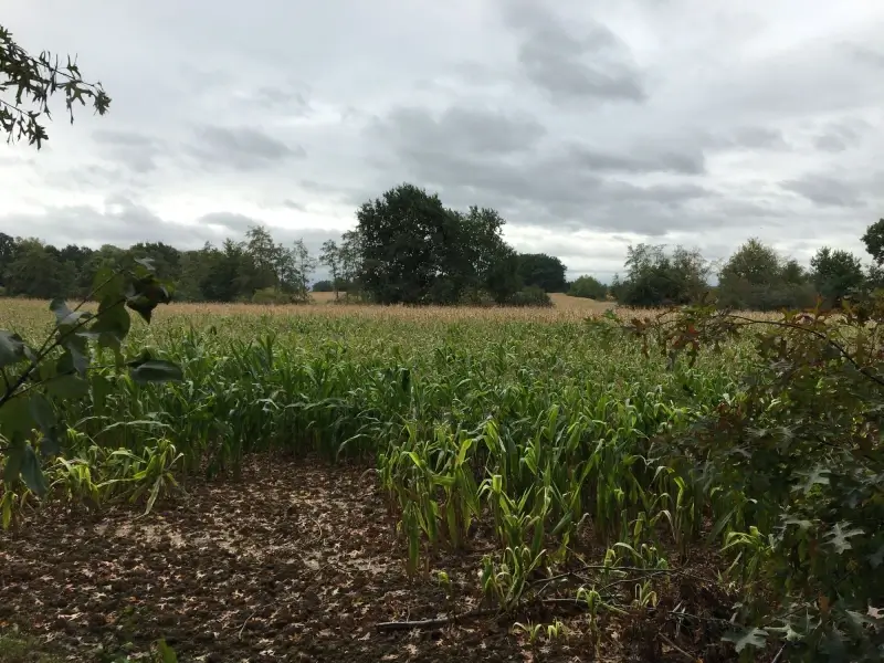 Natuur en Bos koopt landbouwgronden in Hasselt en Nieuwerkerken voor bosuitbreiding