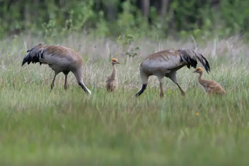Opnieuw twee kraanvogelkuikens geboren in Vallei van de Zwarte Beek