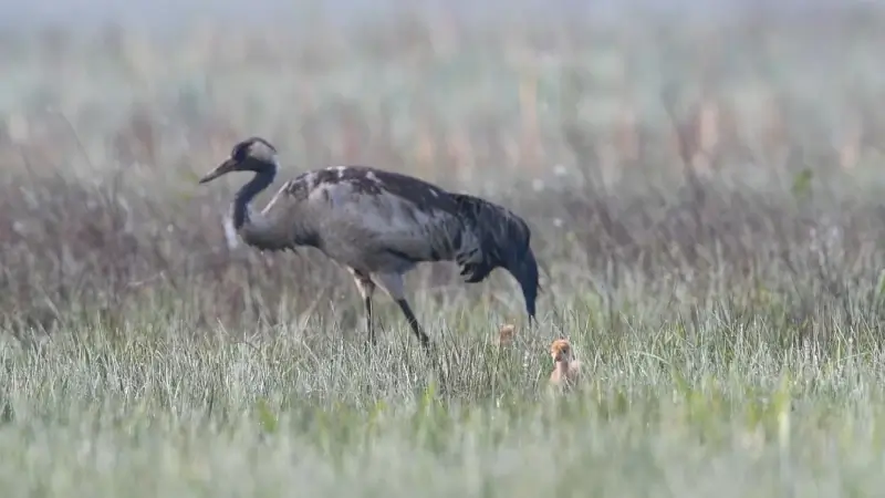 Uniek in België: Twee kraanvogels geboren in Vallei van de Zwarte Beek