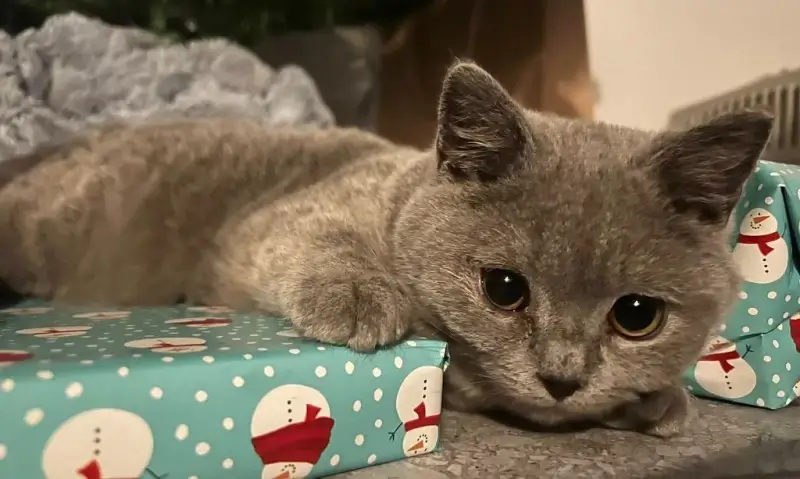 Minister Weyts investeert €200.000 in onderzoek naar dodelijke kattenziekte