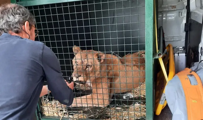 Natuurhulpcentrum redt nu ook vier verwaarloosde leeuwinnen uit circus