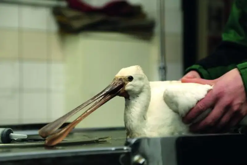 Natuurhulpcentrum vangt zeldzame en verzwakte lepelaar op