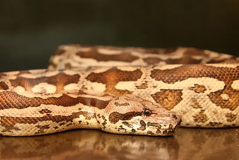 Natuurhulpcentrum vangt 28 reptielen op