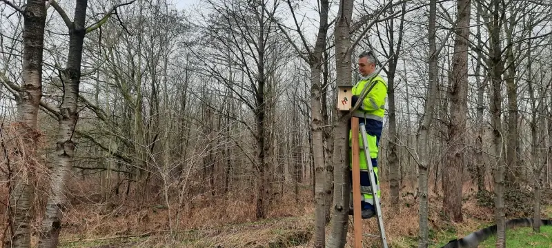 Hamont-Achel hangt mezenkastjes op ter bestrijding van processierups