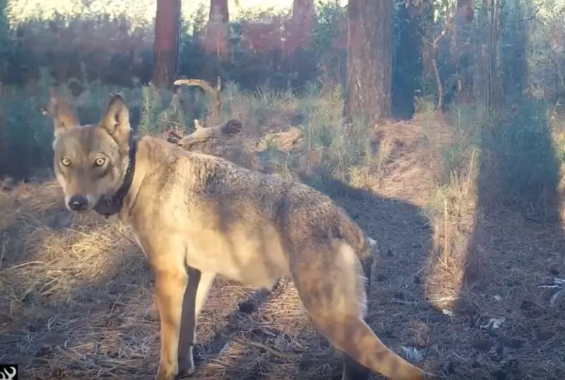 Natuurpunt maakt nieuwe beelden waarop wolvin Naya duidelijk te zien is